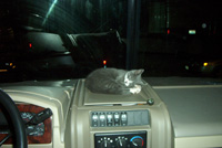 napping on the dashboard